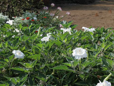 Datura innoxia