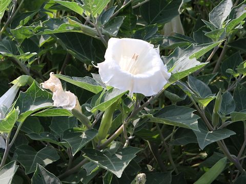 Datura innoxia