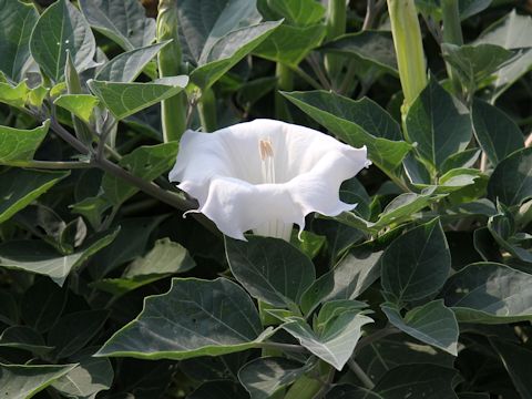 Datura innoxia