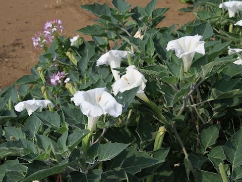 Datura innoxia