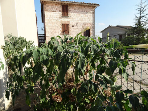 Datura innoxia