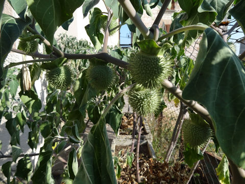 Datura innoxia