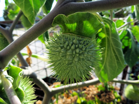 Datura innoxia