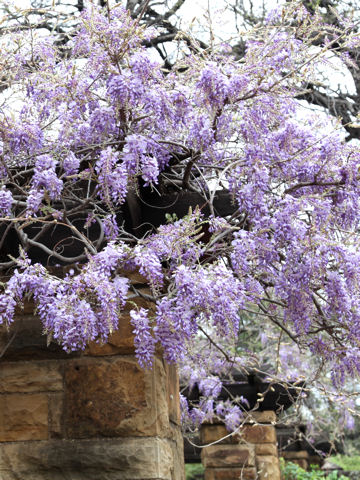 Wisteria macrostachya