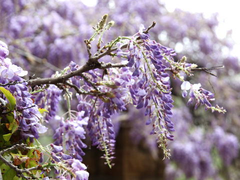 Wisteria macrostachya