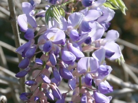 Wisteria macrostachya