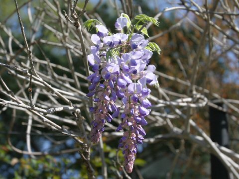 Wisteria macrostachya