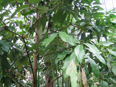 Diospyros discolor