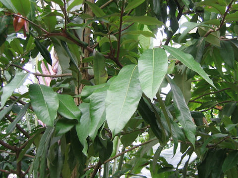 Diospyros discolor