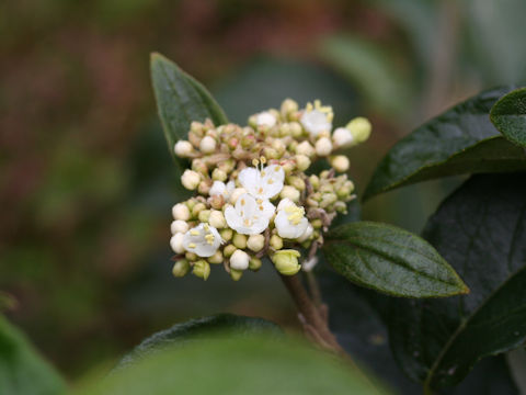 Viburnum macrocephalum f. keteleeri