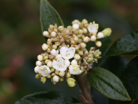 Viburnum macrocephalum f. keteleeri