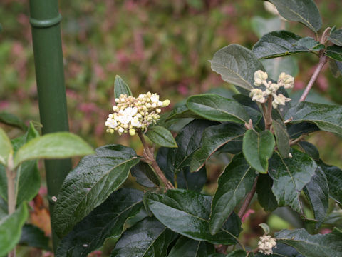 Viburnum macrocephalum f. keteleeri