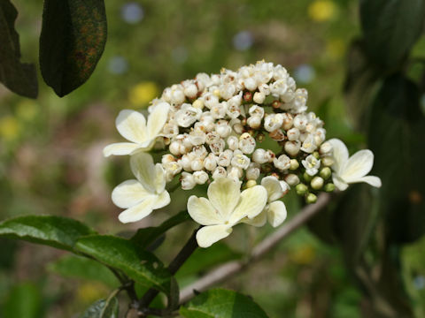 Viburnum macrocephalum f. keteleeri