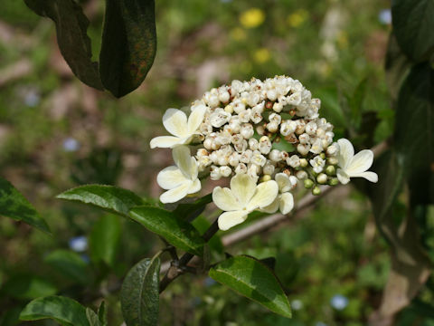 Viburnum macrocephalum f. keteleeri