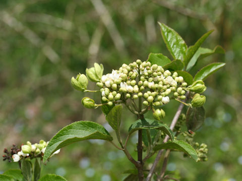 Viburnum macrocephalum f. keteleeri