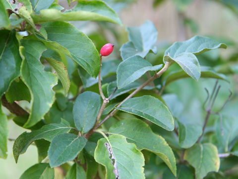 Viburnum macrocephalum f. keteleeri