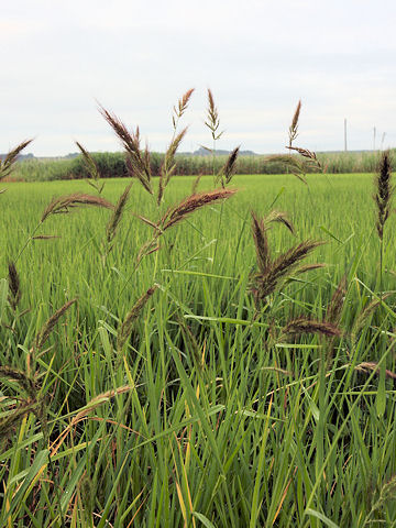 Echinochloa crus-galli var. caudata