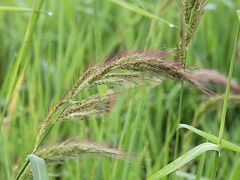 Echinochloa crus-galli var. caudata