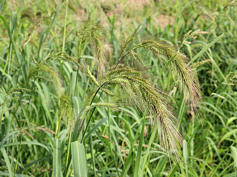 Echinochloa crus-galli var. caudata