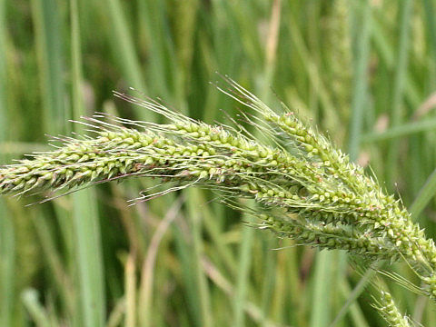 Echinochloa crus-galli var. caudata