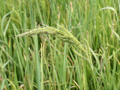 Echinochloa crus-galli var. caudata