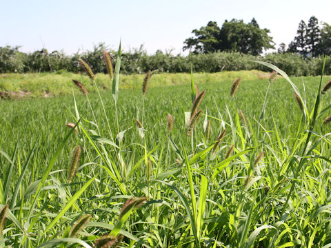 Echinochloa crus-galli var. caudata