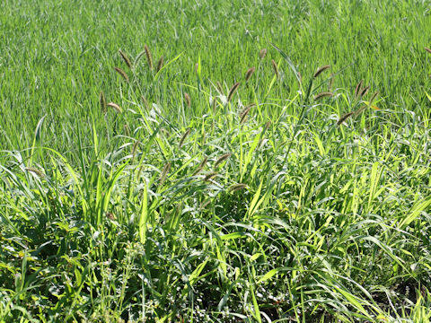 Echinochloa crus-galli var. caudata