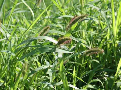 Echinochloa crus-galli var. caudata