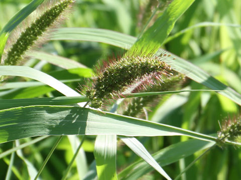 Echinochloa crus-galli var. caudata