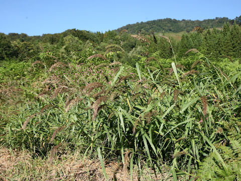 Echinochloa crus-galli var. caudata