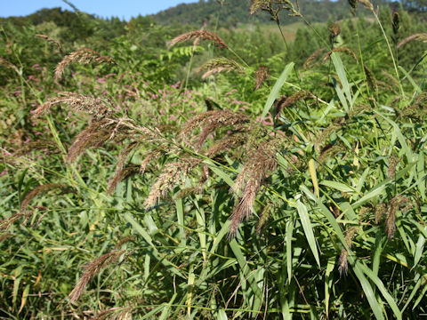 Echinochloa crus-galli var. caudata