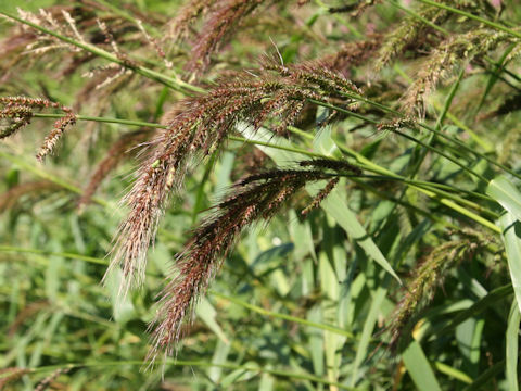 Echinochloa crus-galli var. caudata