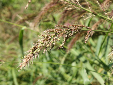 Echinochloa crus-galli var. caudata