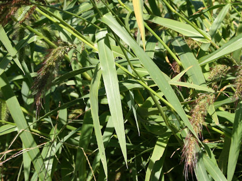 Echinochloa crus-galli var. caudata