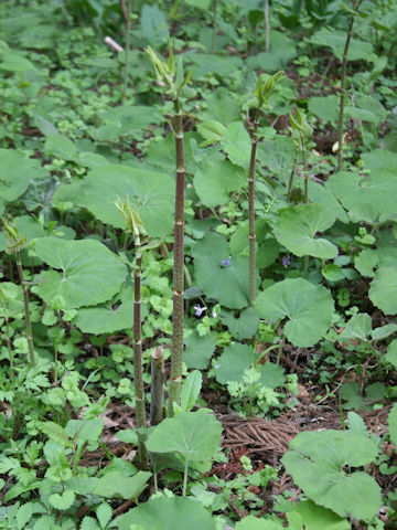 Reynoutria japonica var. uzenensis