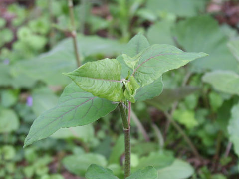 Reynoutria japonica var. uzenensis