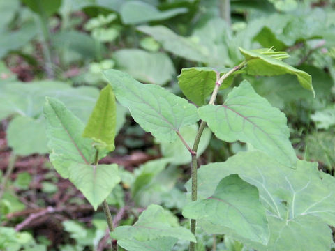 Reynoutria japonica var. uzenensis