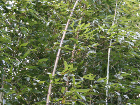 Phyllostachys makinoi