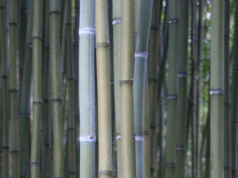 Phyllostachys makinoi