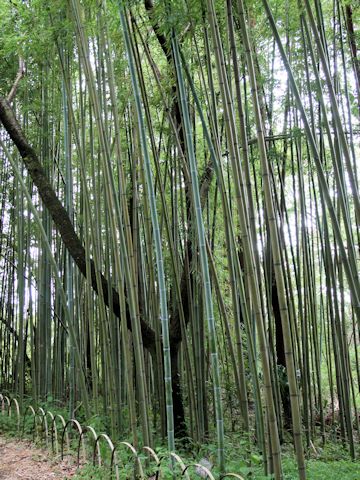 Phyllostachys makinoi