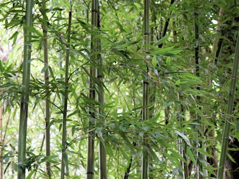 Phyllostachys makinoi