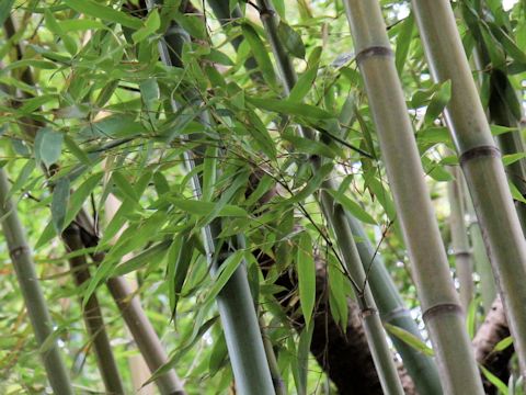 Phyllostachys makinoi