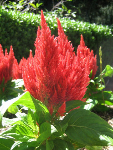 Celosia cristata