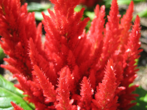 Celosia cristata