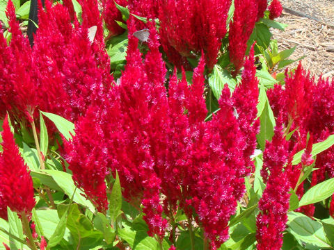 Celosia cristata