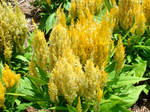 Celosia cristata