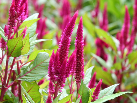 Celosia cristata