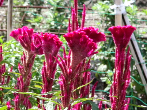 Celosia cristata