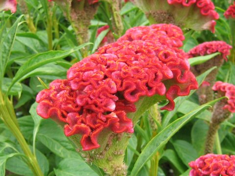 Celosia cristata