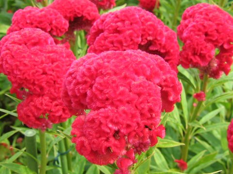 Celosia cristata